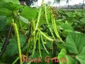 Black Gram Seeds
