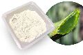 Aloe vera spray dried powder 200X