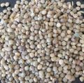 Common Natural Guar Seeds