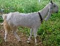 Live Jamunapari Goat
