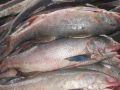 Salmon fish( Rawas)