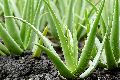 Green Natural Organic Aloe Vera Baby Plant
