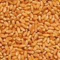 Fresh Organic Wheat Seeds