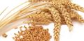 Nutrition Wheat Seeds