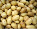 Fresh Natural Potato