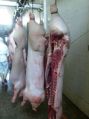 Fresh Pork Carcass