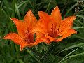 Orange Lily Flower