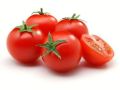 Fresh Organic Tomato