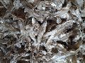 Dried Indian Anchovy Fish
