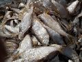 Dried Phasa Fish