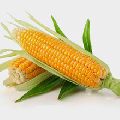 Natural Maize Yellow Corn