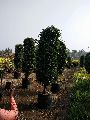 Black Ficus Plant
