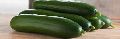 European Cucumber