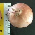 INDIAN FRESH RED ONIONS