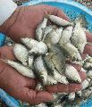 Common Carp Fish Seeds