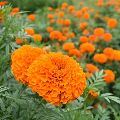Fresh Marigold Flowers