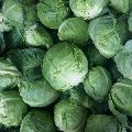 Fresh Natrual Cabbage