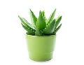 Baby Aloe Vera Plant