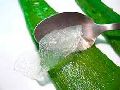 Organic Aloe Vera Pulp