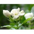 Natural Jasmine Flower