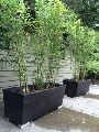 Bamboo Planters