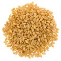 Wheat Seeds