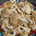 Dried White Oyster Mushrooms