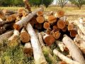 Teak Wood Logs Indian