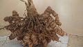 turmeric mother rhizome