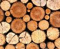 Teak Wood Logs