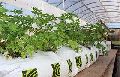 Greenhouse Grow Bags