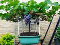 Dwarf Black Grape Plant