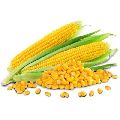 Hybrid Yellow Maize