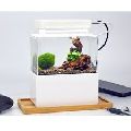 Mini Aquarium Tank
