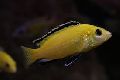 Yellow Cichlid Fish