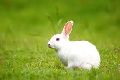 0-1 Kg 1-2 Kg Black Black-white Creamy-white Natural White Snow-white White Alive Rabbits