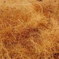 Common GMO Natural Organic Brown Solid coconut coir