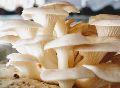 Creamy fresh oyster mushroom