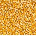 yellow maize seeds