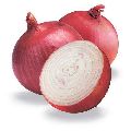 Oval Round Organic fresh red onion