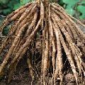 Brown Shatavari Roots