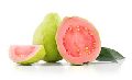 Fresh Natural Guava