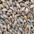 Animal Feed Wheat Seeds