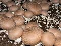 Organic Light Brown brown button mushroom spawn