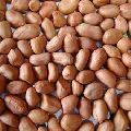Unshelled Groundnuts