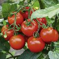 Organic f1 hybrid tomato seeds