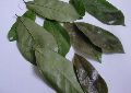 soursop dried leaves