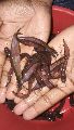 Singhi fish seeds