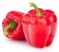 Fresh Red Capsicum