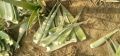 Green Aloe Vera Leaves